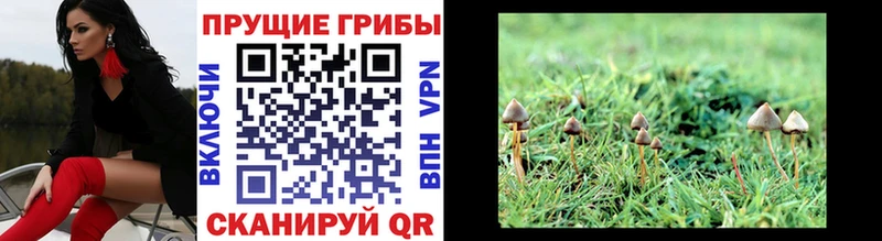 Псилоцибиновые грибы Psilocybine cubensis Абинск